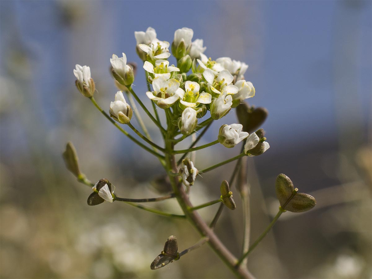 Blüten und Früchte